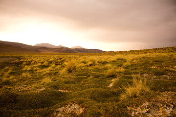 Vegetación andina, Bolivia