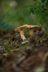 Forest mushrooms

