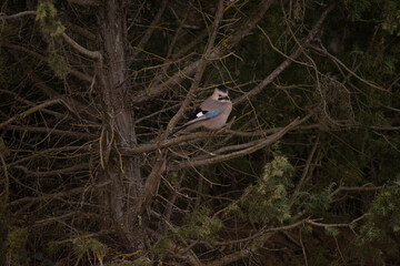 jay