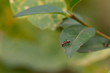 ant