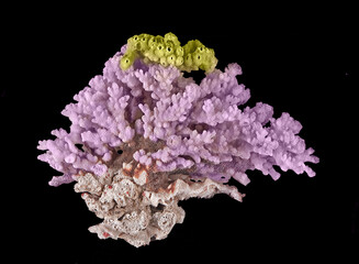 Coral isolated on black background