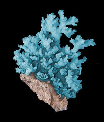 Coral isolated on black background © Dmitry