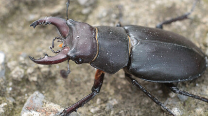 natural stag beetle insect macro photo