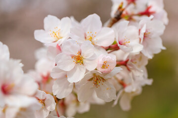 満開の桜
