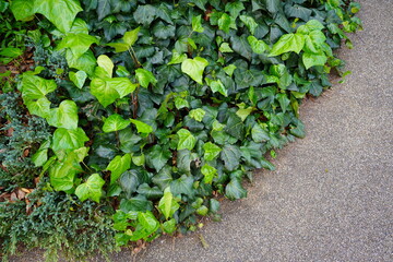 plants 2