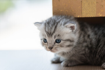 Cute persian kitten in box