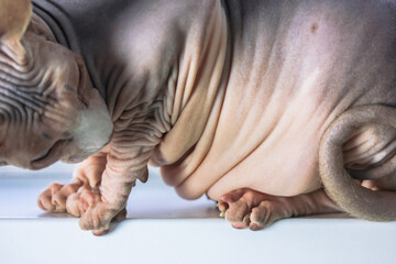 Canadian Sphynx cat. Thick wrinkled folded belly of a bald cat overweigh.