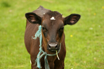 Fototapeta premium Young calf in a meadow