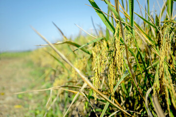closeup rice field with soft-focus and over light in the background