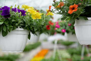 Different plants at exhibition, business, blooming in greenhouse at spring