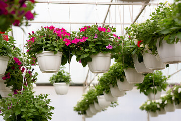 Fototapeta na wymiar Flowering season, spring, summer modern smart greenhouse and sale