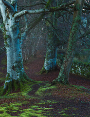 Ściezka pomiedzy pniami buka a kamiennym murem © Jaroslaw