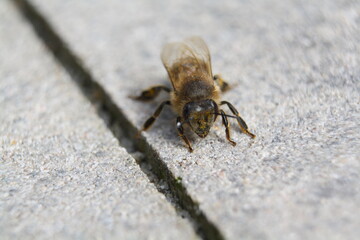 Close-up of pollen-covered bee resting on a paving slab. Macro. Short depth of field.