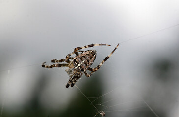 European garden spider on the web