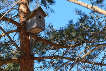Spring. A wooden birdhouse on the trunk of a large tree, a trunk and a pine texture. Blue sky and