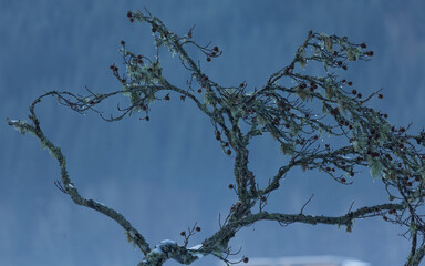 Japonska kompozycja z galezia i kroplami wody