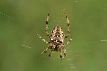 European garden spider on the web