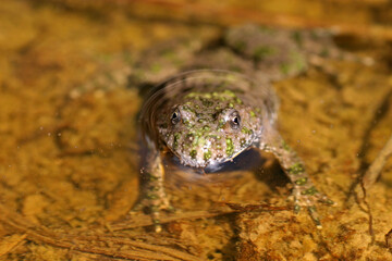 Yellow-bellied toad in the pond