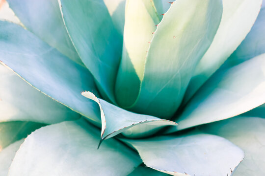 A giant blue-green agave leaves with thorns, Asparagaceae backgrounds textures.