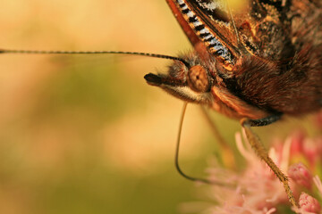 Butterfly on a flower - Red admiral