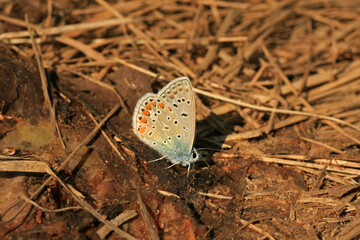 Common blue butterfly in the forest