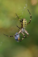 Wasp spider on the web