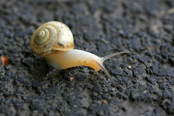 White-lipped snail on the ground