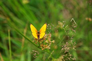 Scarce copper butterfly on yellow flower