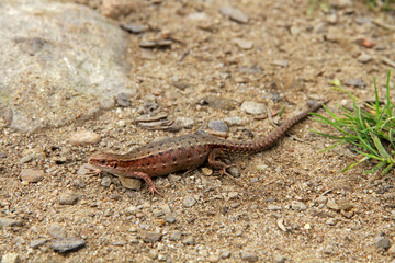Naklejka na ściany i meble Pregnant Viviparous lizard (Zootoca vivipara) on the ground