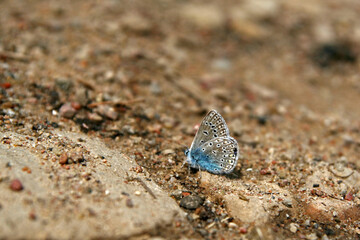 Common blue butterfly in the forest