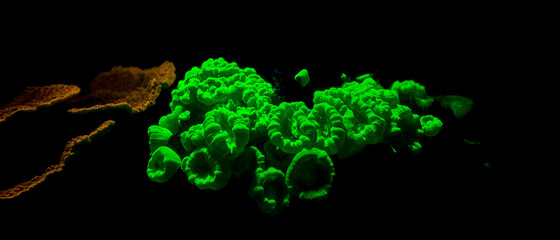 Green Light Coral