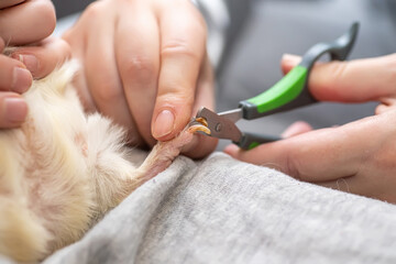 pruning claws of guinea pig at home. Step 3. Fixing one claw on front paw of the guinea pig during...