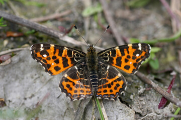 Map butterfly on a leaf