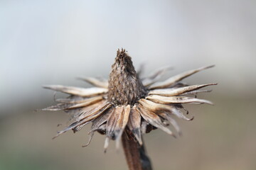 Dried-out seed head of an echinacea flower. The birds have removed the outer seeds, leaving only the centre. Macro, with short depth of field and selective focus.