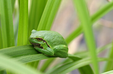 European tree frog in the grass