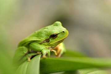 European tree frog in the grass