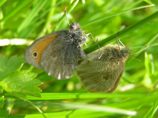 Obraz premium Mating pair of small heaths in the grass