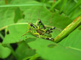 Mating grasshopper on the grass