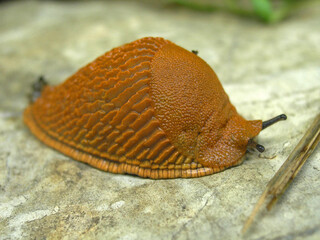 Red slug - snail on a stone