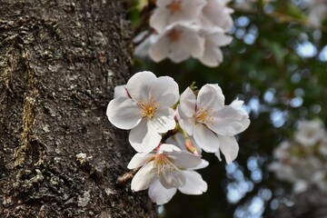 桜の花