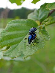 Mating couple of beetle on the leaf in the forest