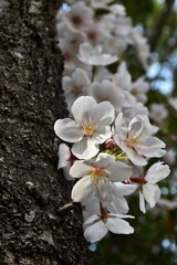 桜の花