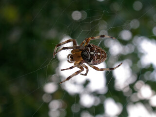 European garden spider on the web