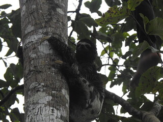 slot on tree
Peruvian amazon