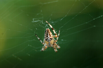 European garden spider on the web