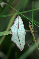 Blood-vein moth in the grass