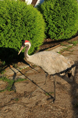 Fototapeta premium Crowned crane in the park
