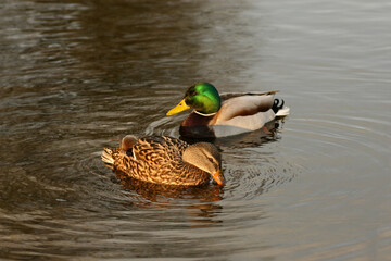 Wild mallard in the pond