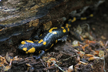 Wild fire salamander in the mountains