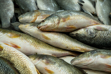 Fresh fish on Akko market.  Akko(Acre), Israel.
